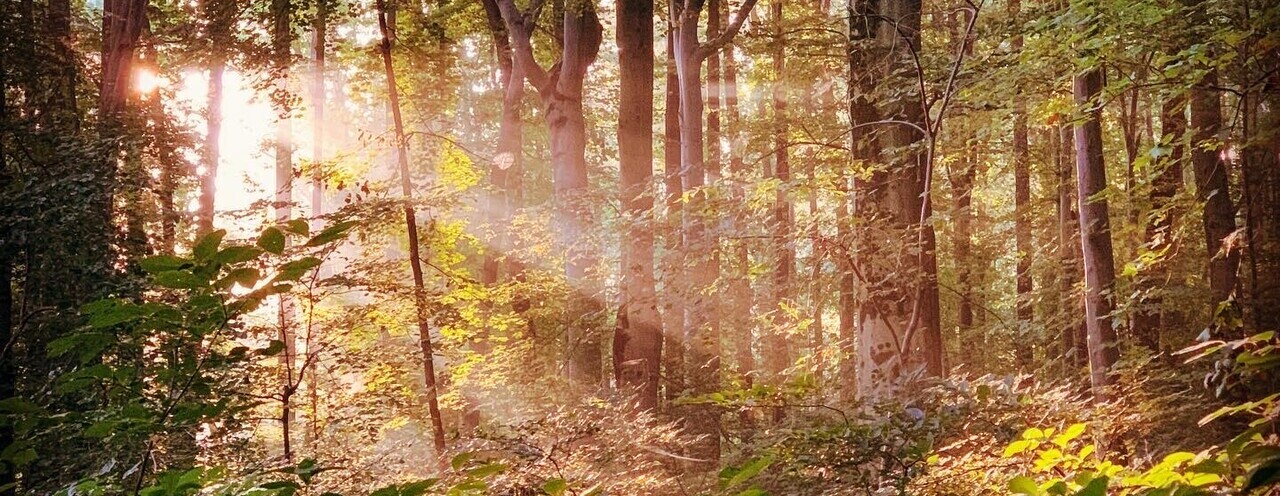 Forest Bathing at Rushton Farm | August 16